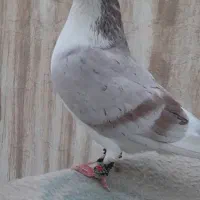 ساده هفت رنگ با چپ زرد