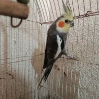 یک جفت عروس هلندی