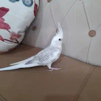 جوجه عروس هلندی