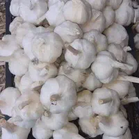 سیر تازه محلی درشت