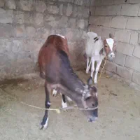 گوساله