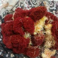 زعفران دسته دخترپیچ