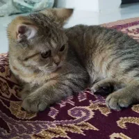 گربه بریتیش خوشگل بلک گلد