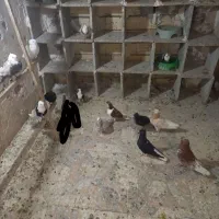 تعدادی کبوتر کفتر رنگی