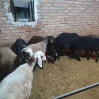 گوسفند چاق قصابی