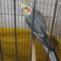 عروس هلندی نر