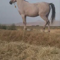 اسب|اسب و تجهیزات اسب‌سواری|سیلاخور, |دیوار