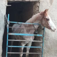 ۵۰۰۰۰۰۰۰۰|اسب و تجهیزات اسب‌سواری|سنقر, |دیوار