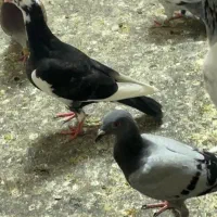 کفتر بوم