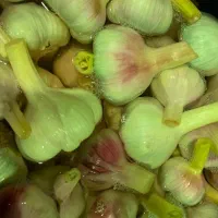 ترشی سیر