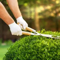 سم پاشی علفزنی کوددهی صفرتاصد کار باغبانی
