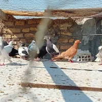 ۱۰کبوتر