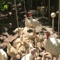 بوقلمون بیوتی