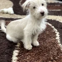 توله سگ تریر