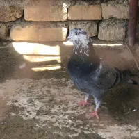 کبوتر ماده پر کوهی بالغ