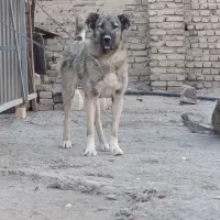 سرابی ماده