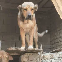 واگذاری ماده سرابی اصیل درجه یک
