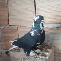 کبوتر قره آغ گویروخ و تهرانی
