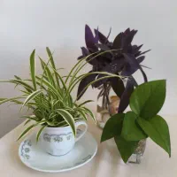 فروش گیاهان آپارتمانی