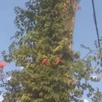 خدمات