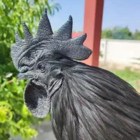 خروس جوان  ایام سمانی اصل اندونزی