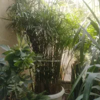 نخل مرداب