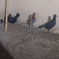 کفتر|پرنده|مشهد, فاطمیه|دیوار