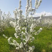 زمین کشاورزی