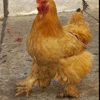 پخش عمده مرغ زینتی