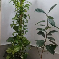 گل پتوس زیبا وفیکوس