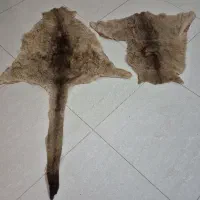 پوست کانگورو