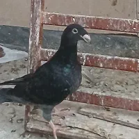 کبوتر اگزبیشن