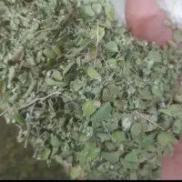 آویشن بشاگرد