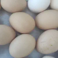 تخم مرغ محلی و تخم قوغاز نطفه دار