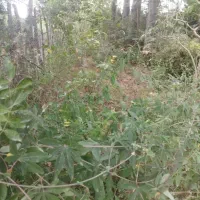 زمین-مسکونی-و-باغی