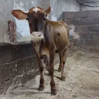 یک گوساله ماده دور رگ