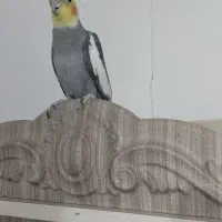 عروس هلندی نر به ضمانت تخم جوجه