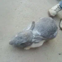 سلام فروش خرگوش ماده