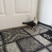 کبوتر کله سفید کربلایی کلاغ