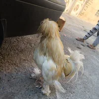 خروس