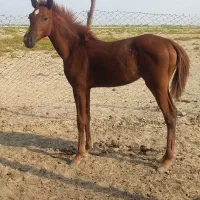 اسب|اسب و تجهیزات اسبسواری|بوشهر, |دیوار