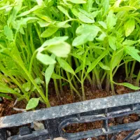 نشا،|خدمات باغبانی و درختکاری|حمیل, |دیوار