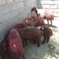 ۴ راس میش داشتی بره دار بره نر