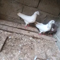کفتر کله سرخ