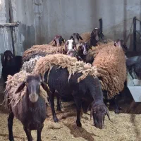 میش و قوچ همو