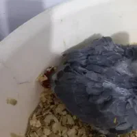 جوجه کاسکو