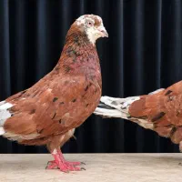 دو نر استثنایی