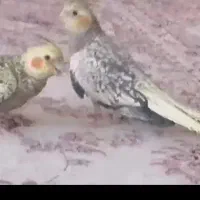 فروش یک جفت عروس هلندی بالغ