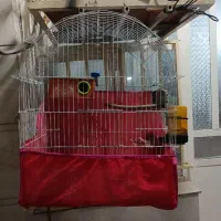 خونه پرنده