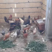 جوجه بومی لری اصل